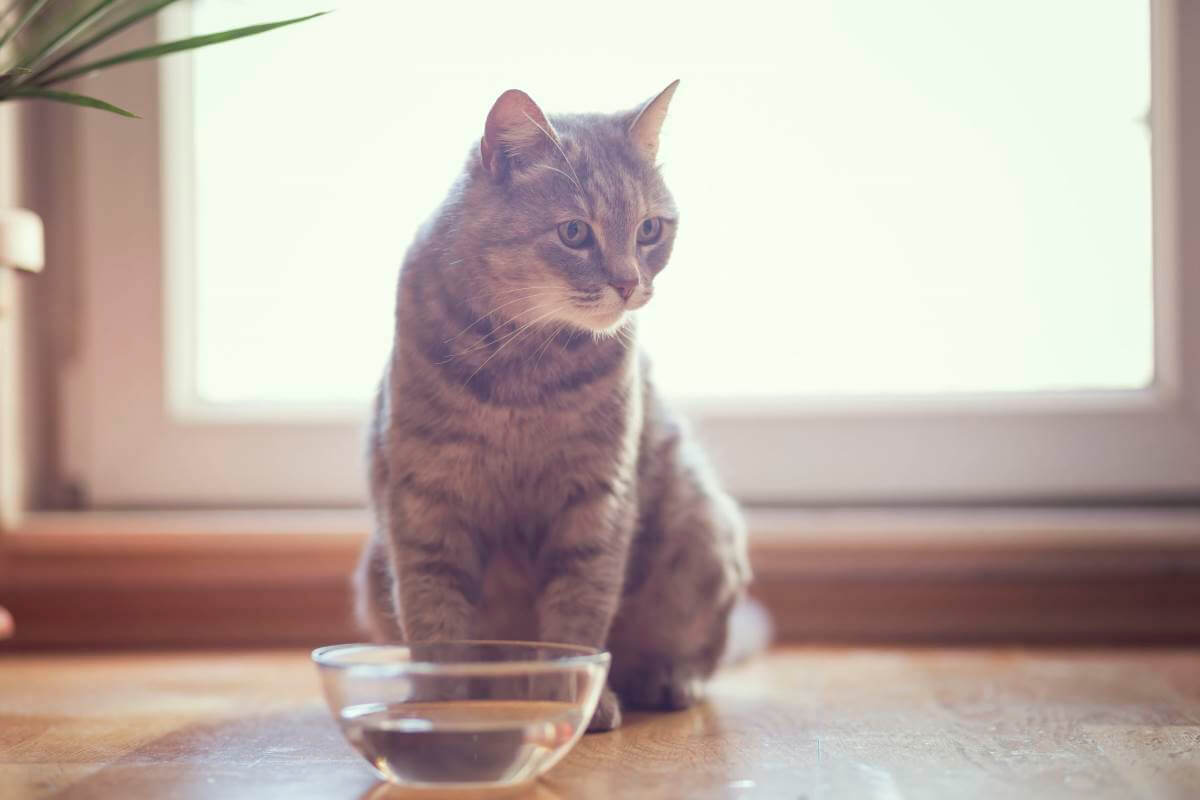 Cara Mengobati Kucing Muntah: Minumkan Air Putih Secukupnya