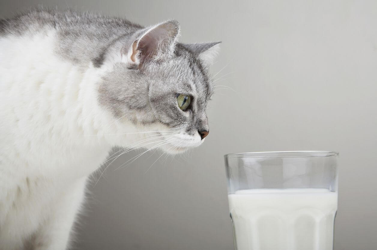 Cara Mengobati Kucing Demam: Minumkan Susu Khusus Untuk Kucing