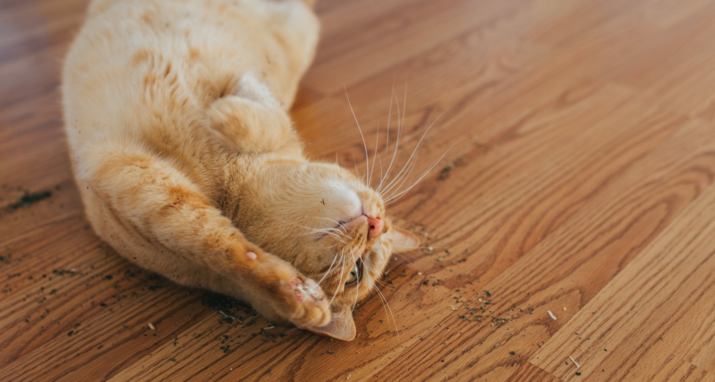 cara menggemukan kucing dengan kuning telur: Menjaga Agar Kucing Tidak Stress