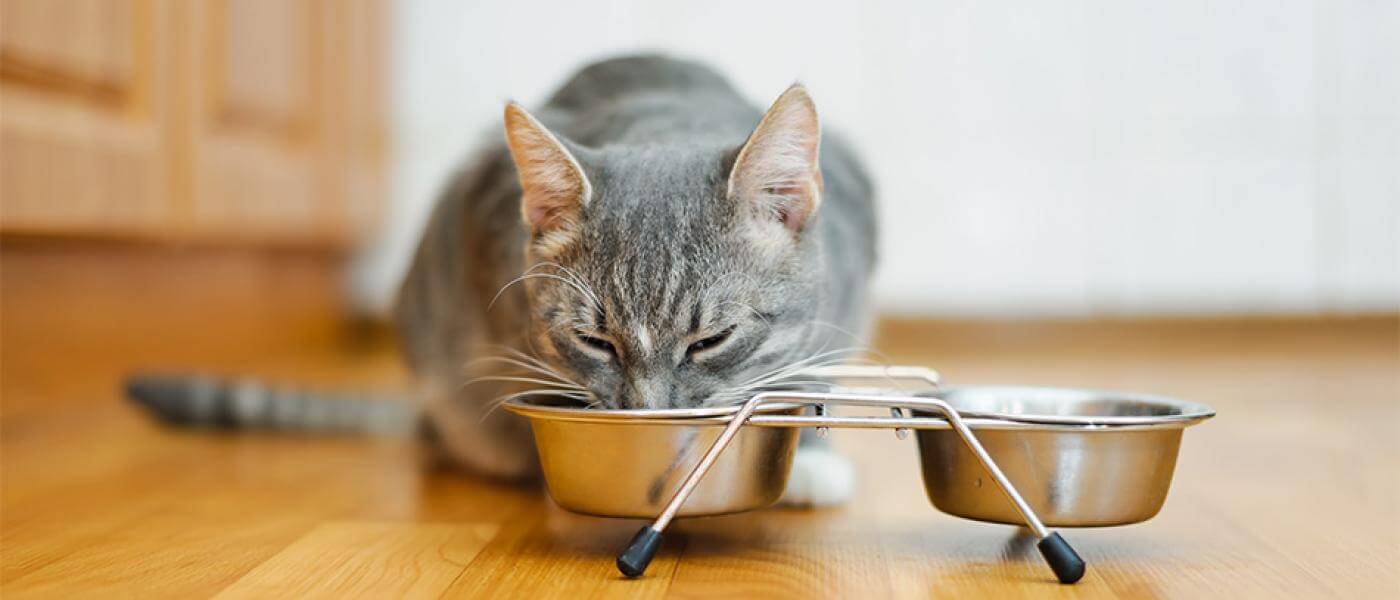 cara mengobati kucing sakit dan lemas