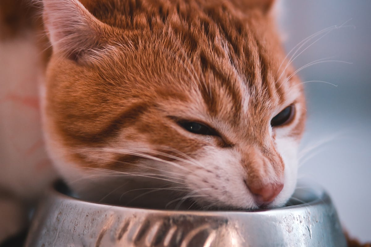 cara menggemukan kucing kampung: Berikan Makanan Dengan Kandungan Protein yang Tinggi