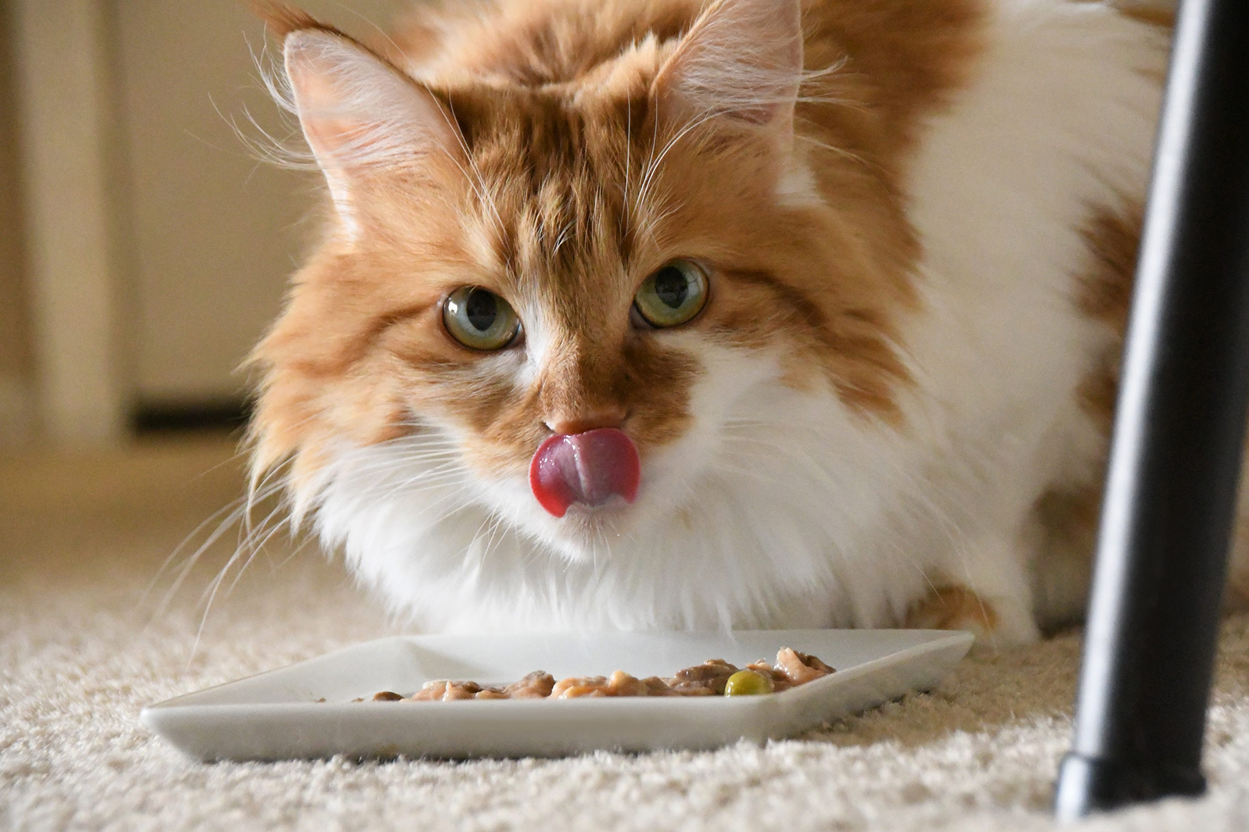 cara menggemukan kucing kitten: Berikan Makanan yang Variatif Namun Jangan Sembarangan