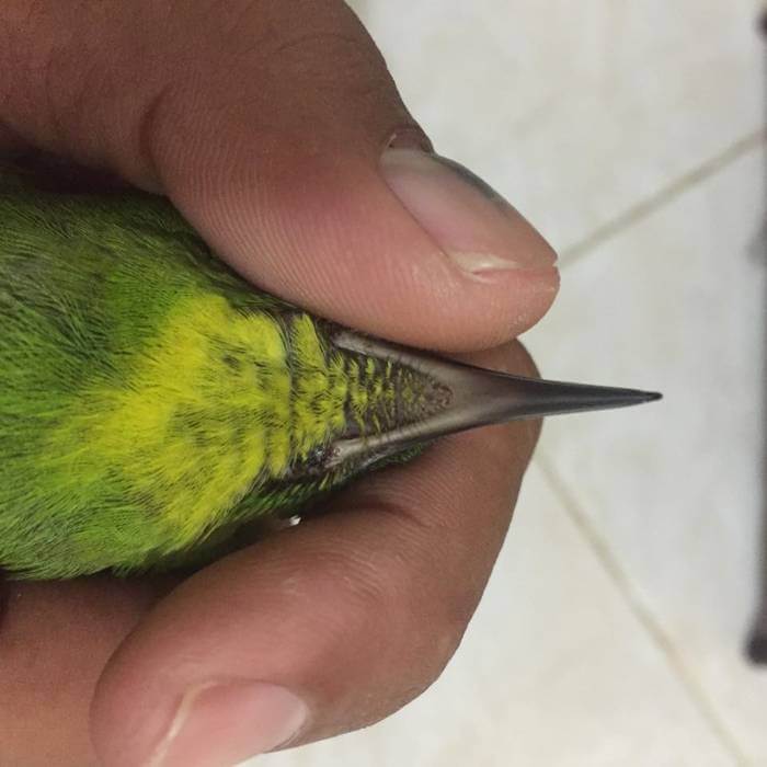 Mandikan Cucak Ijo dengan Tangan Untuk Menjinakan Burung Cucak Ijo Muda