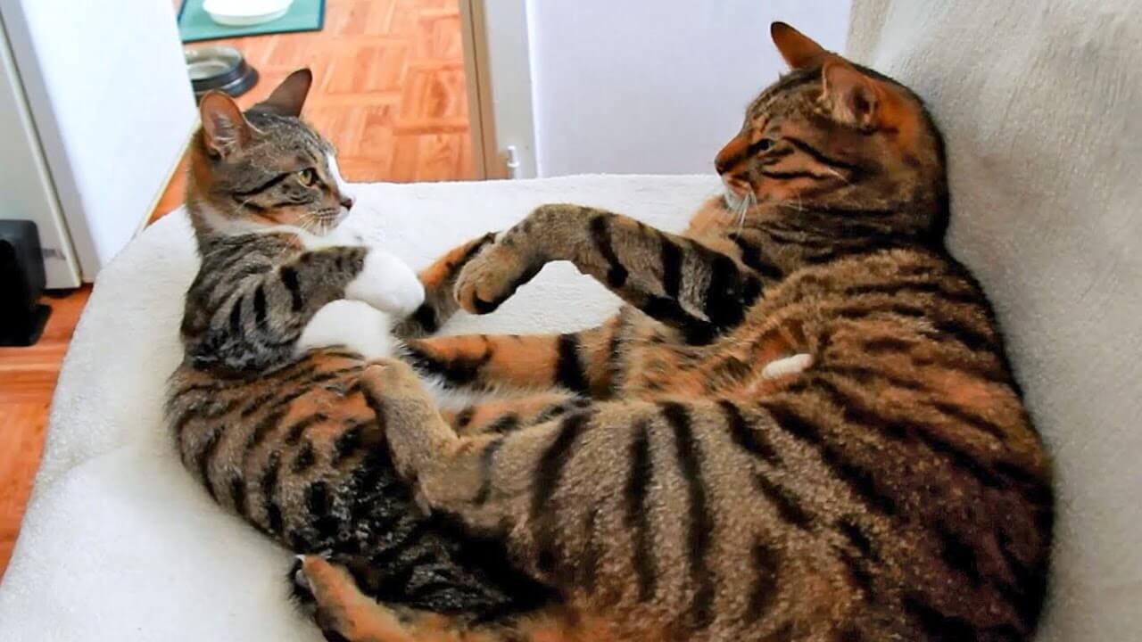 Cara Mengawinkan Kucing Galak Baru Kenal | Memperhatikan Serta Memahami Ciri Birahi Pada Kucing