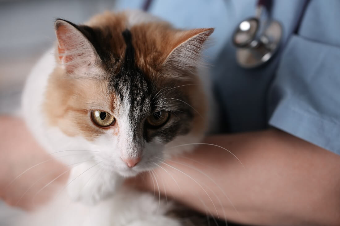 Cara Alami Supaya Bulu Kucing Tidak Rontok: Jangan Lupa Untuk Membawa Ke Dokter