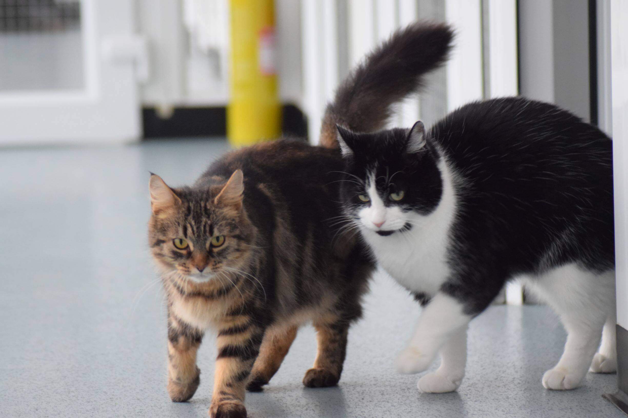 Mengawinkan Kucing Baru Kenal | Mempertemukan Kucing Kembali