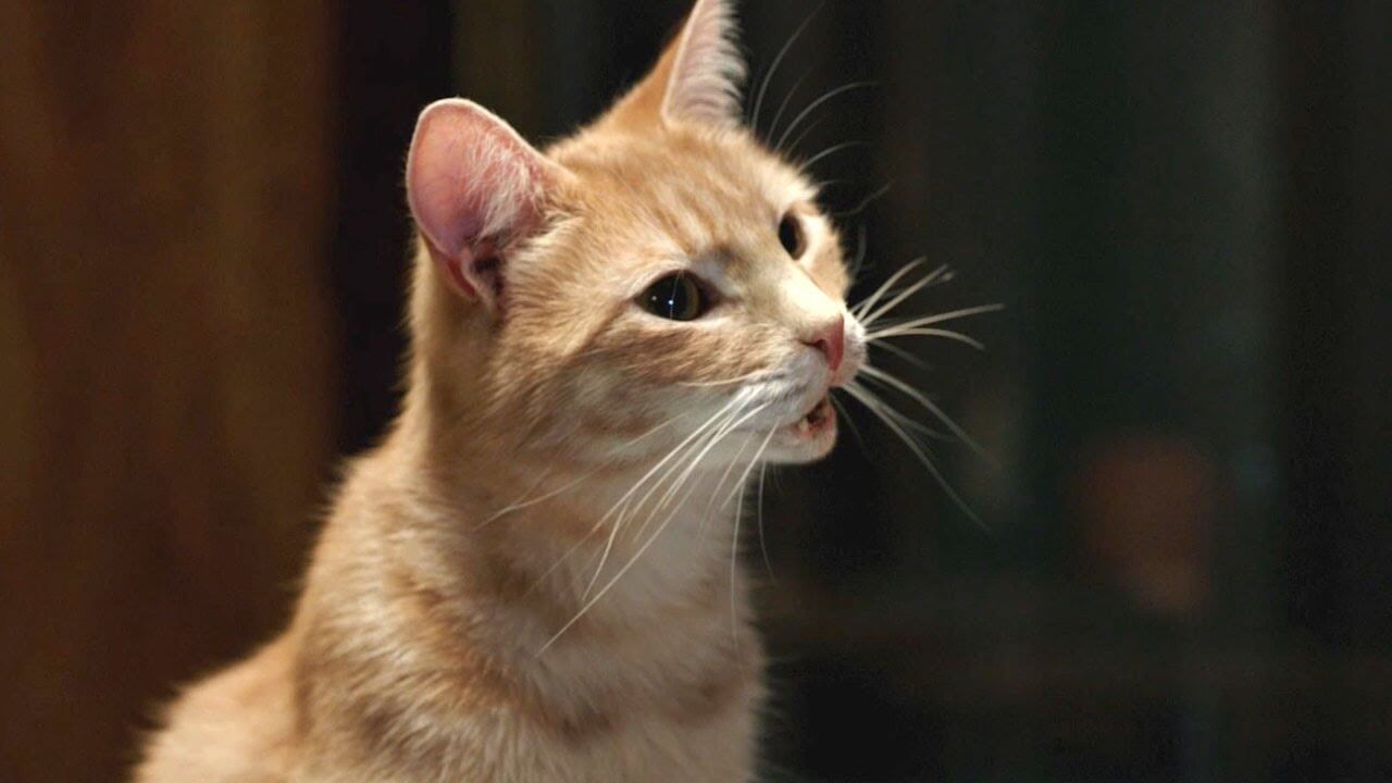 Cir Kucing Betina Birahi: Sering Mengeong dengan Suara yang Khas