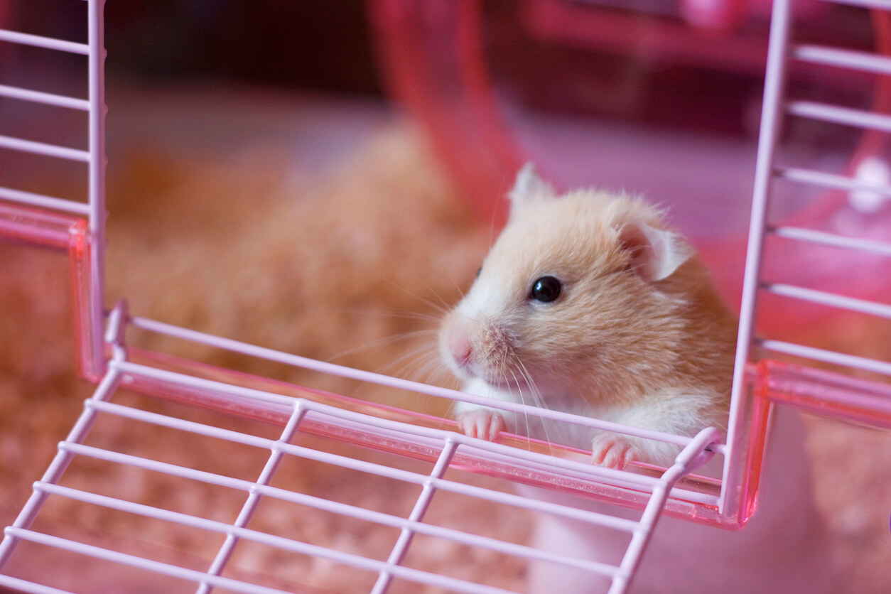 tips cara merawat hamster dengan benar