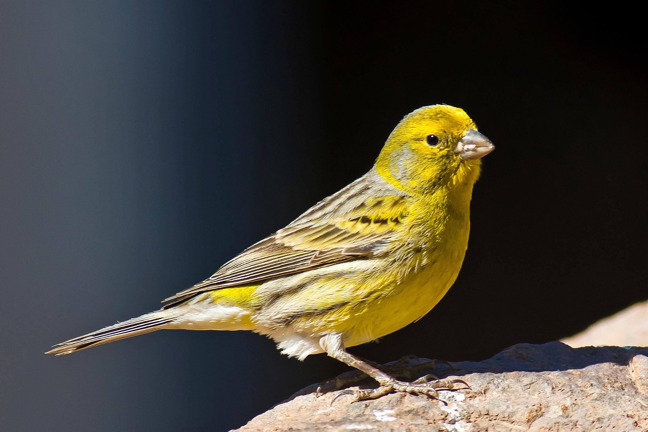 Cara Mengurangi Birahi Burung Kenari: Jangan Terlalu Sering Dijemur