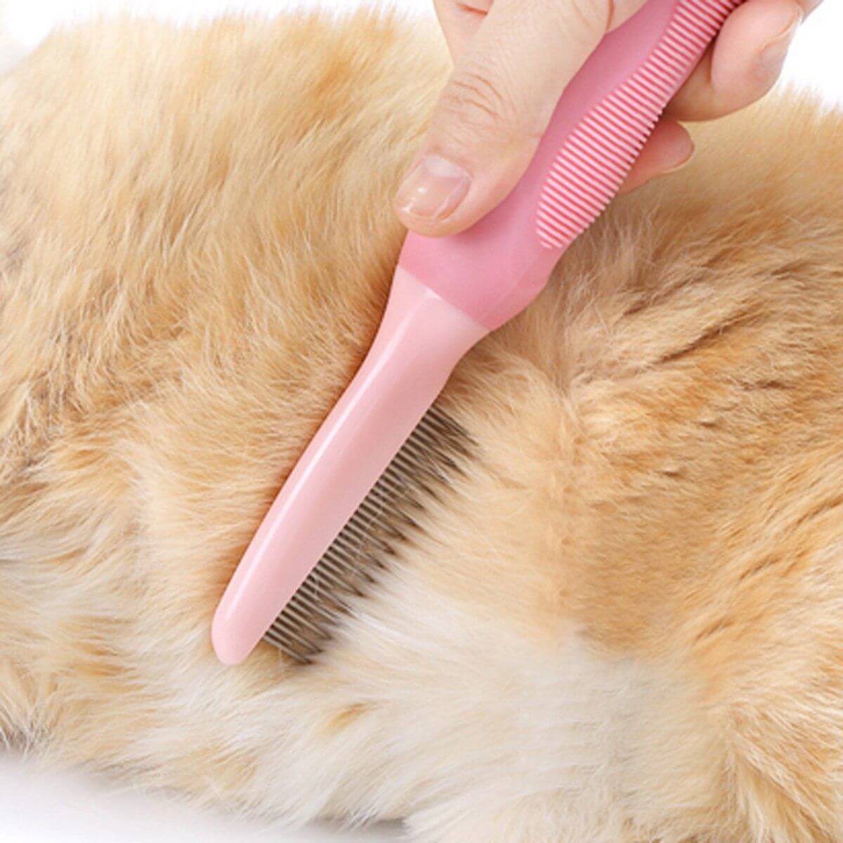 Tips Agar Bulu Kucing Lebat dan Tidak Rontok: Menyisir Bulu Kucing Secara Rutin