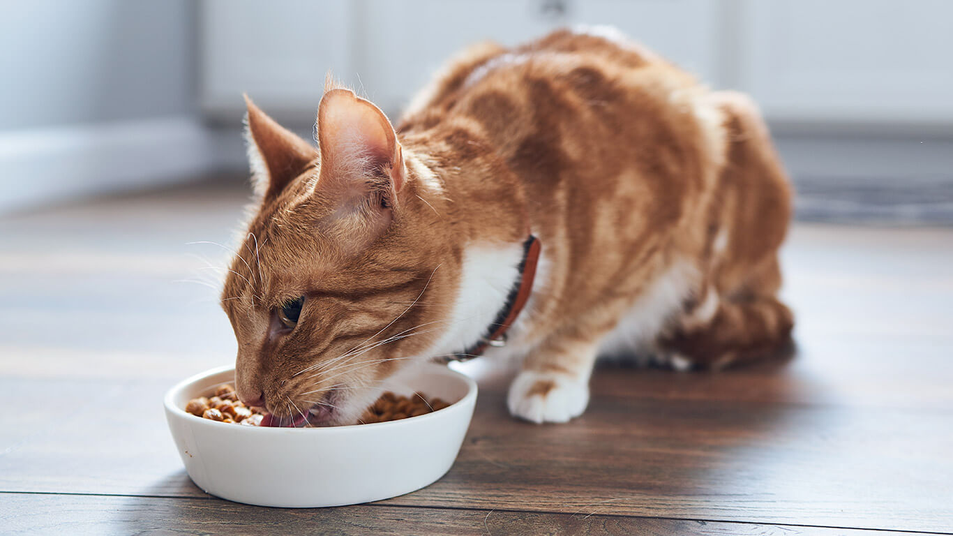 Ciri Kucing Sudah Berhasil Kawin: Nafsu Makan yang Meningkat