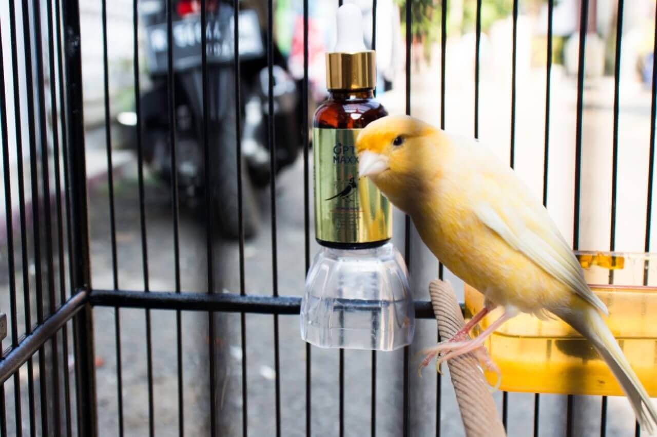 Efek Samping Obat Metabolis Untuk Burung yang Bisa Berakibat Fatal