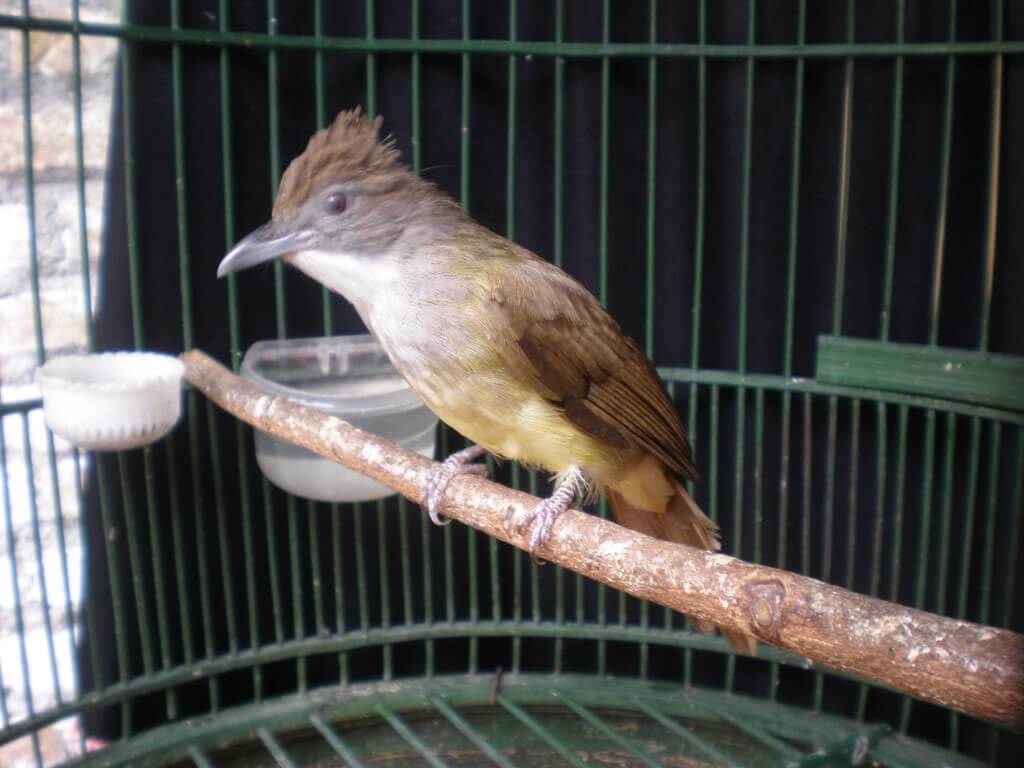 Burung Cucak Jenggot Biar Gacor: Berikan Pakan Yang Bermutu