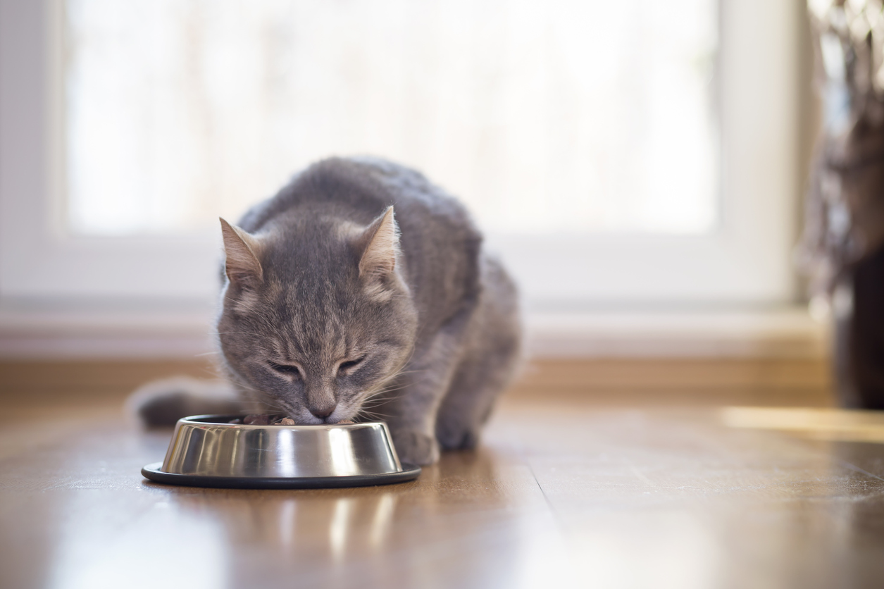 Cara Menggemukan Kucing: Pemberian Makan untuk Kucing