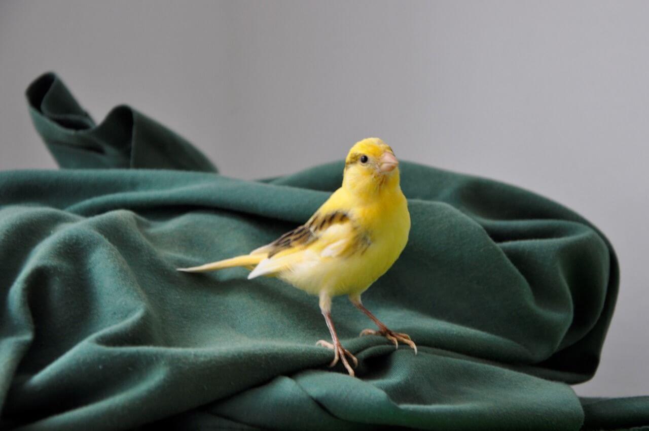 Cara Menurunkan Over Birahi Burung Kenari: Lakukan Pengumbaran Berkala