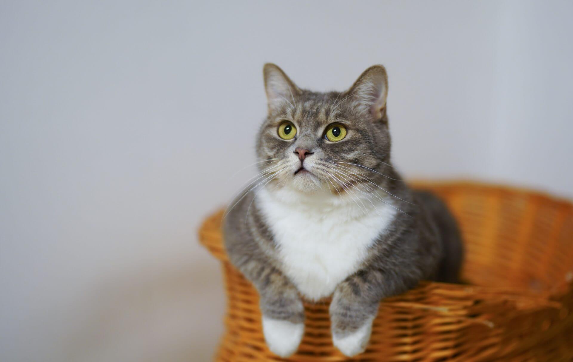 Cara Agar Bulu Kucing Tidak Rontok dan Lebat: Bawalah Ke Salon Khusus Untuk Kucing