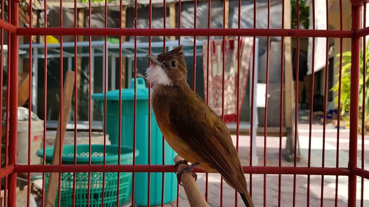 Perawatan Burung Cucak Jenggot Jawa: Sayap Mengepit