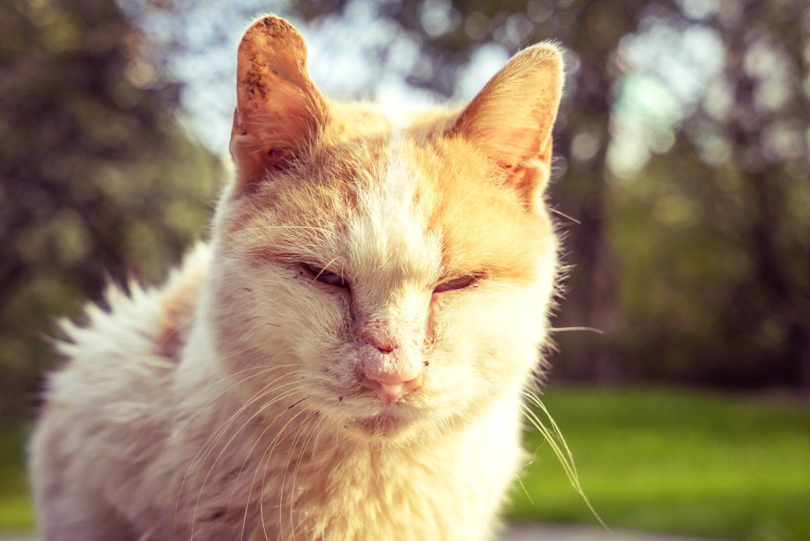Penyakit Kulit Berlubang Pada Kucing | Scabies