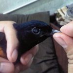 Cara Mengobati Katarak Pada Burung
