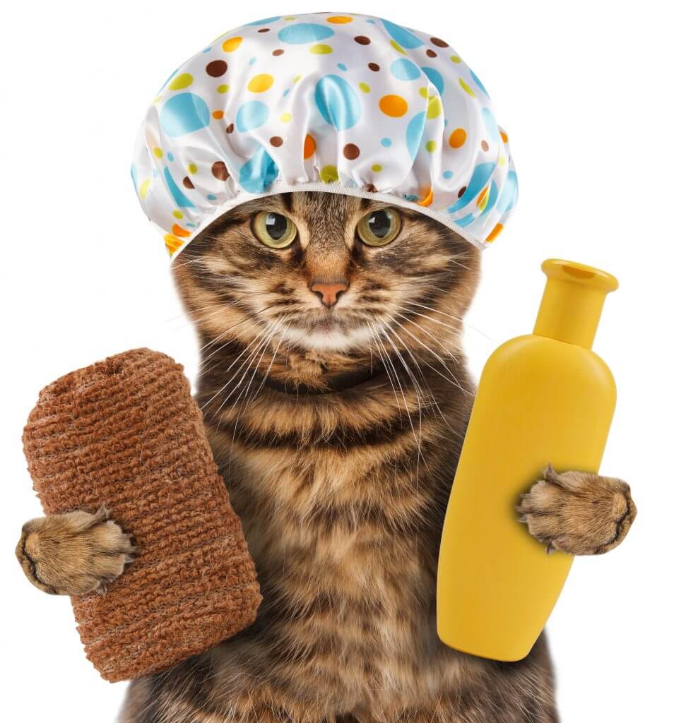 Tips Supaya Bulu Kucing Tidak Rontok: Gunakan Produk Pembersih Untuk Bulu Kucing