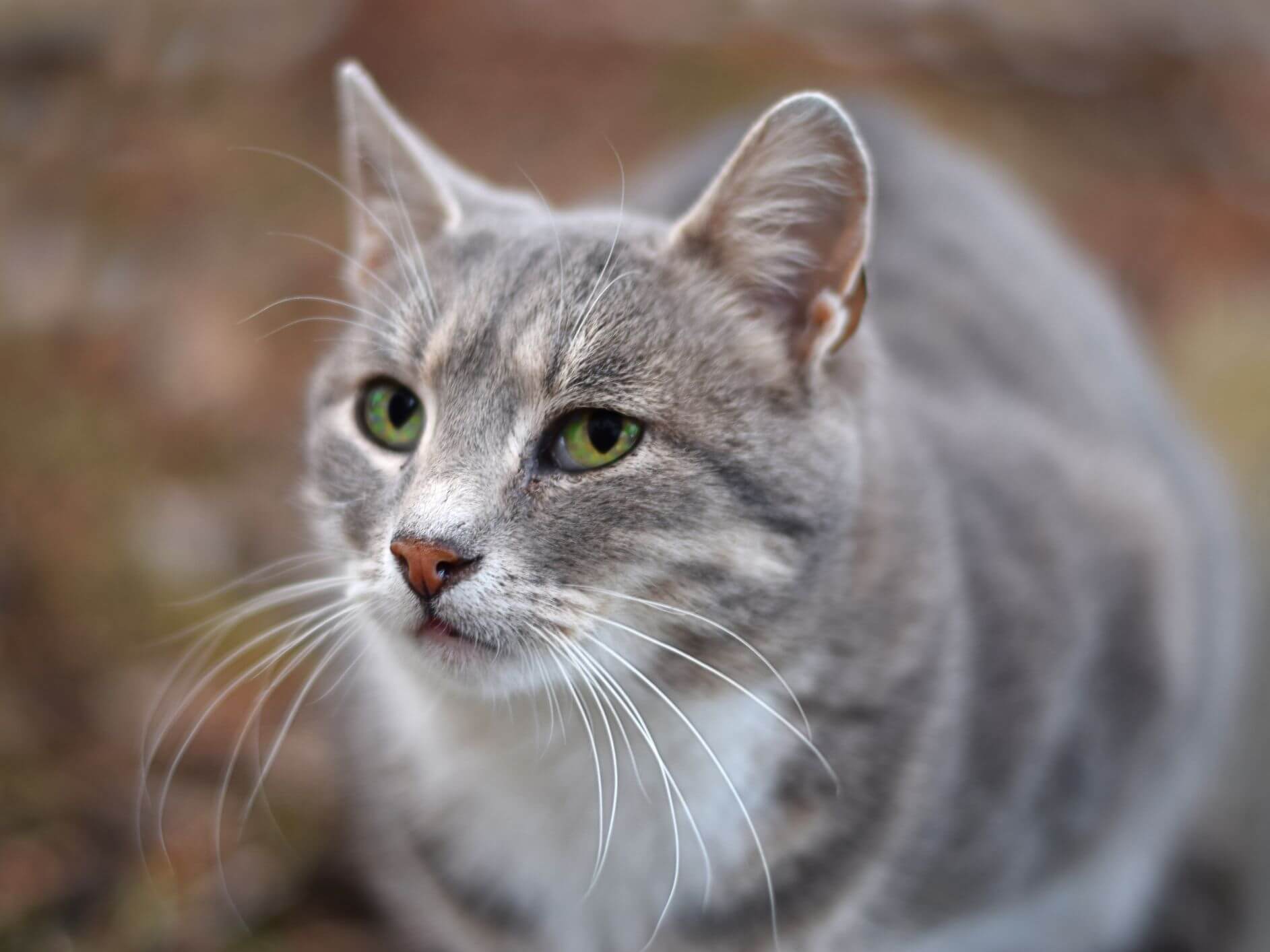 Ciri Kucing Sudah Kawin: Siklus Birahi Berhenti