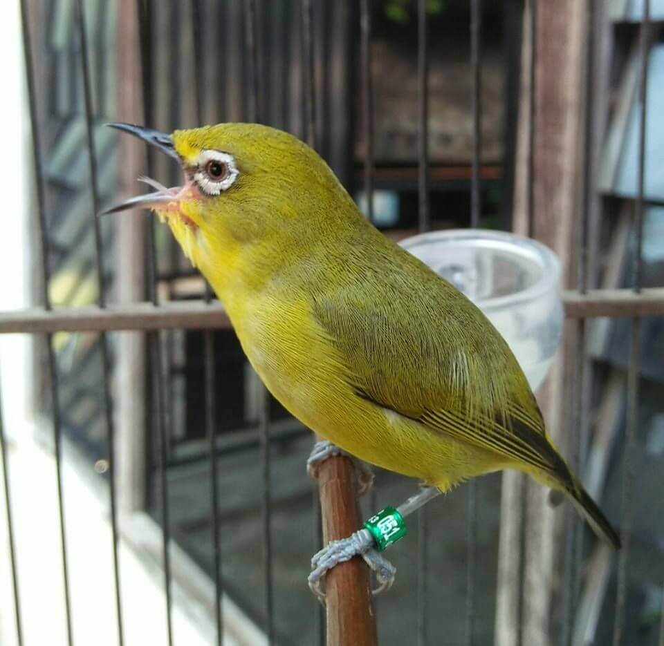 Obat Metabolisme Burung Pleci: Suara Burung Menjadi Serak