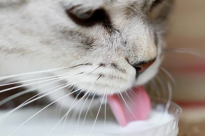 Berikan Susu Lebih Banyak Untuk Pengobatan Sariawan Pada Kucing