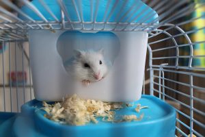 Tips Memelihara Hamster dengan Baik dan Jenis-Jenisnya