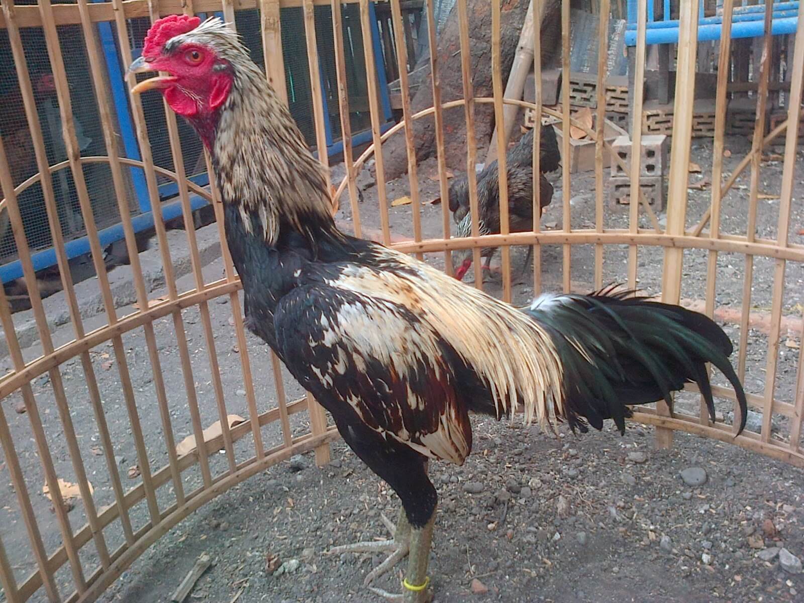 Ciri-Ciri Ayam Birma Silangan: Tulang Kakinya Tipis dan Lemah