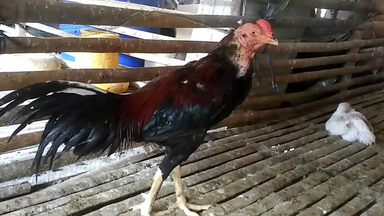 Udara Yang Kurang baik Membuat Ayam Pilek 