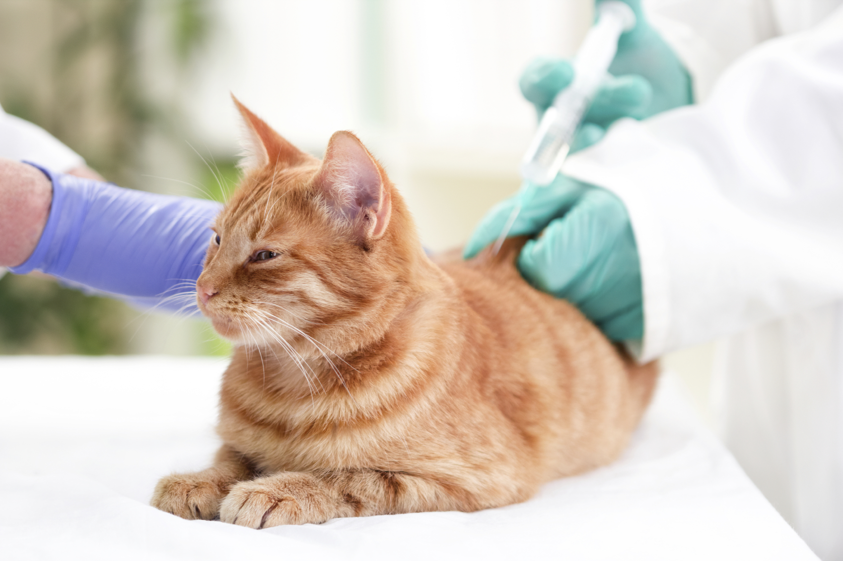 cara menggemukan kucing habis melahirkan: Jangan Lupa untuk Memberinya Vaksin