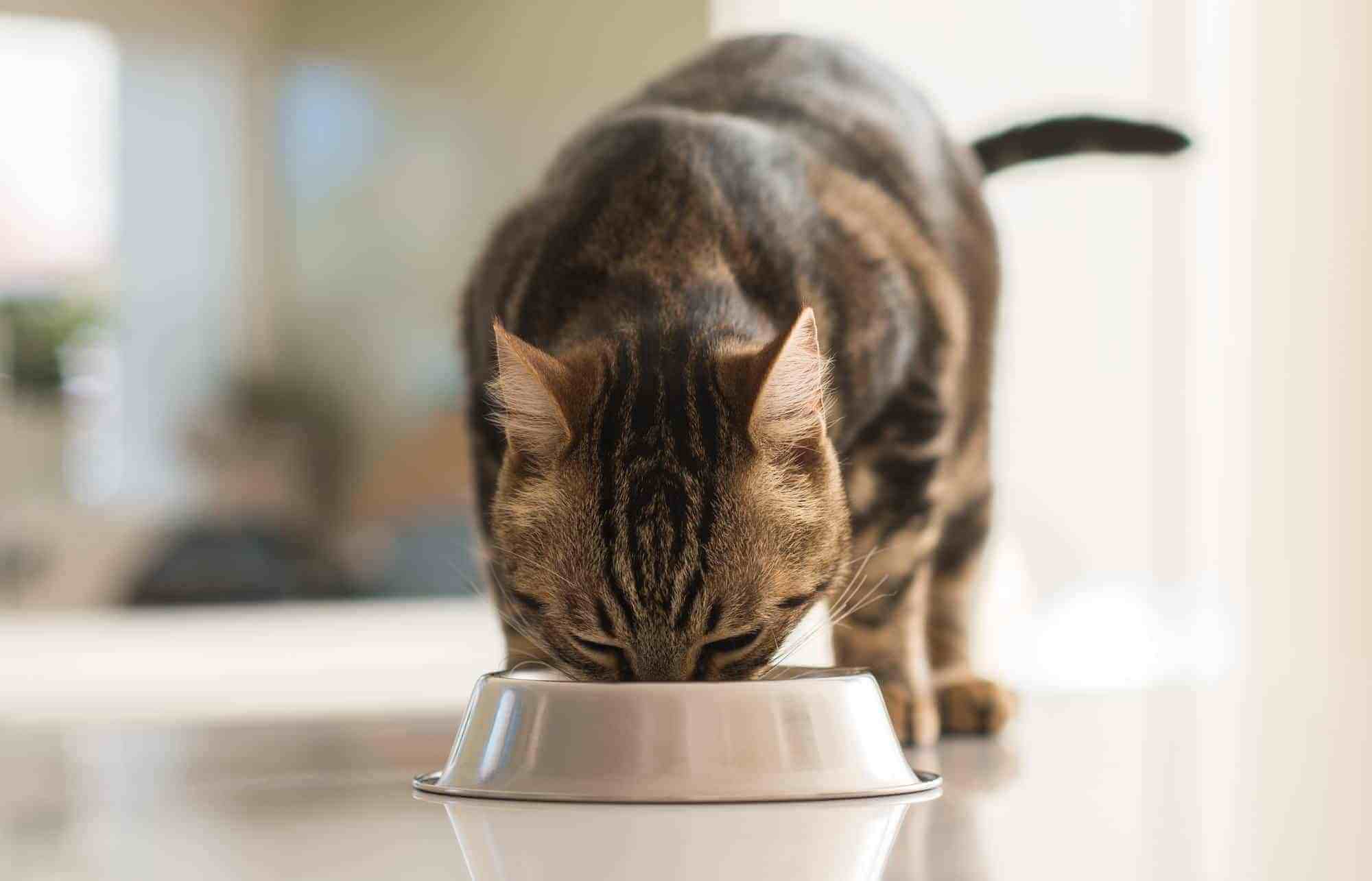 Apa Penyebab Kucing Muntah dan Tidak Mau Makan