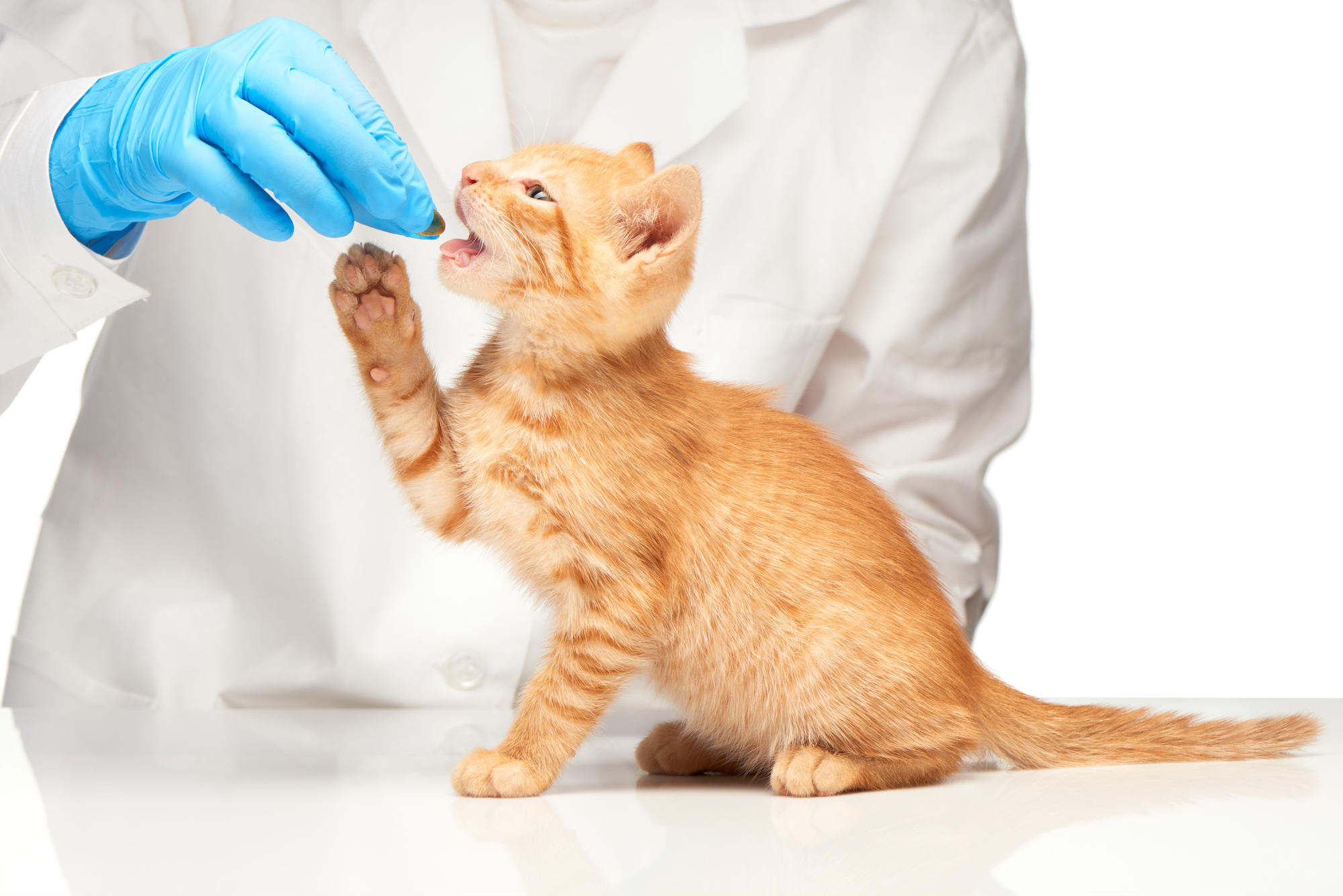 cara menggemukan kucing kurus: Berikan Vitamin untuk Menambah Nafsu Makan Si Kucing