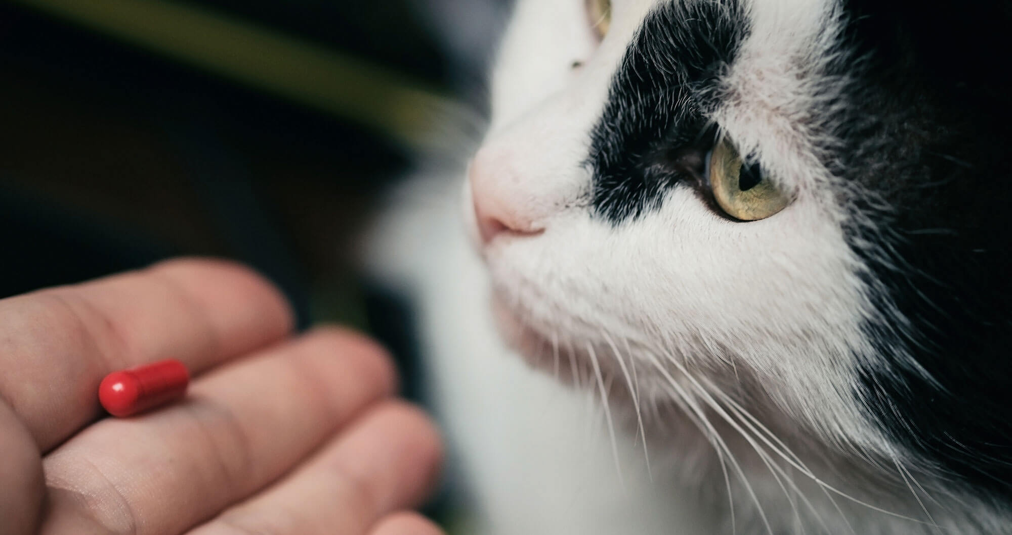 Cara Merawat Kucing Kampung Agar Nurut: Berikan Vitamin Alami Secara Rutin
