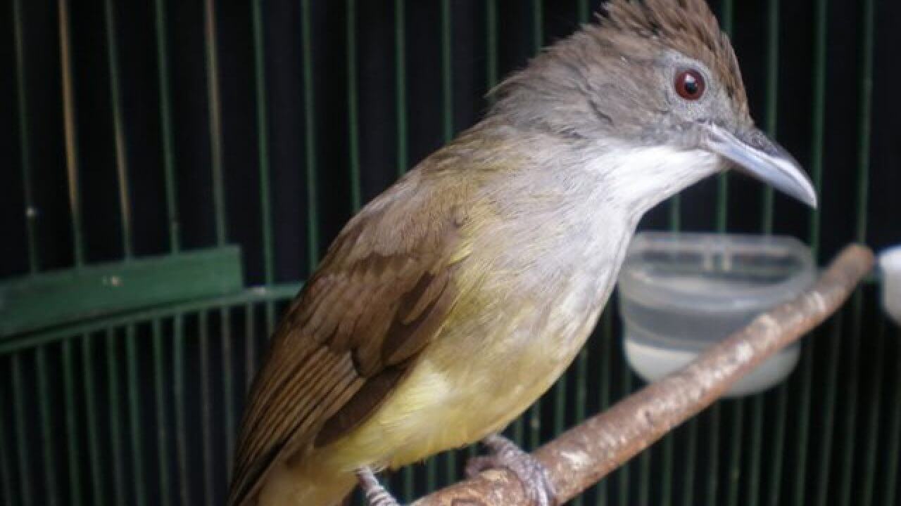 Cara Merawat Burung Cucak Jenggot Biar Rajin Bunyi: Berikan Waktu Istirahat Yang Cukup