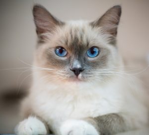 Mengenal Kucing Ragdoll Mulai dari Sejarah Sampai Cara Merawatnya