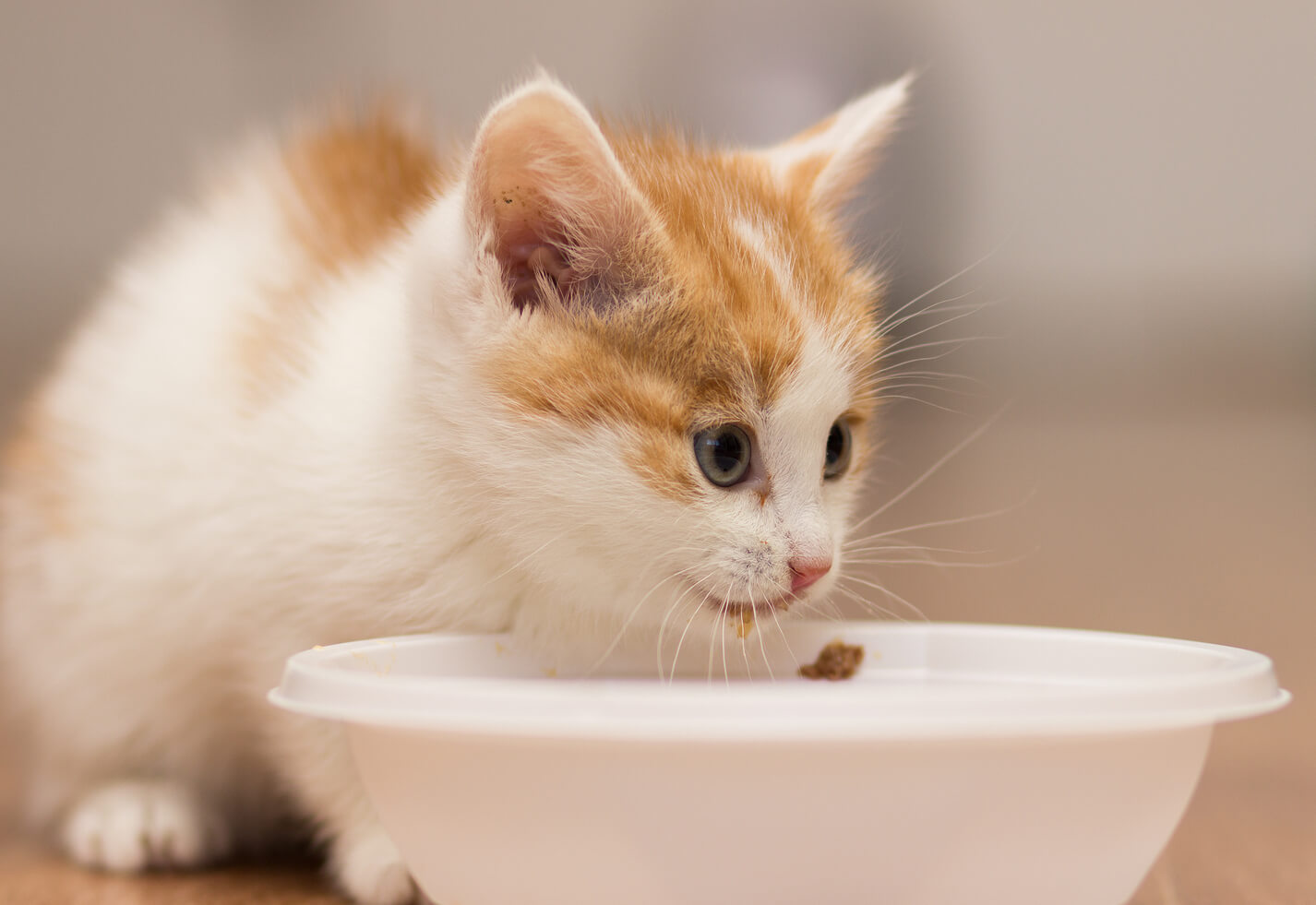 Makanan Sesuai Untuk Anak Kucing | Alumni Association