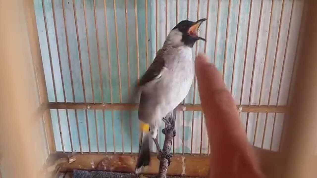 gambar burung kutilang gacor