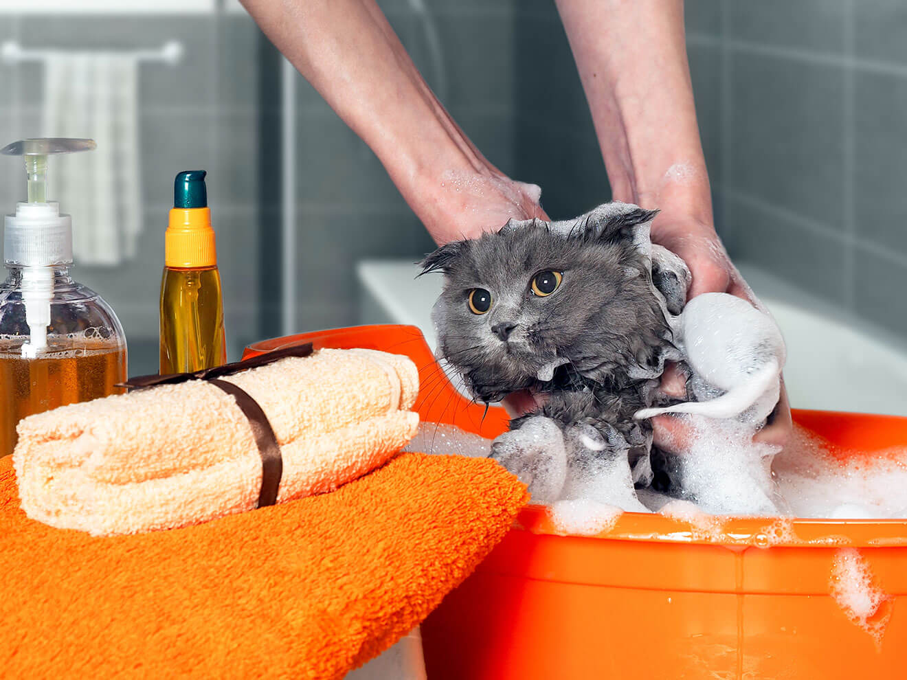 Cara Memilih Shampo Untuk Kucing