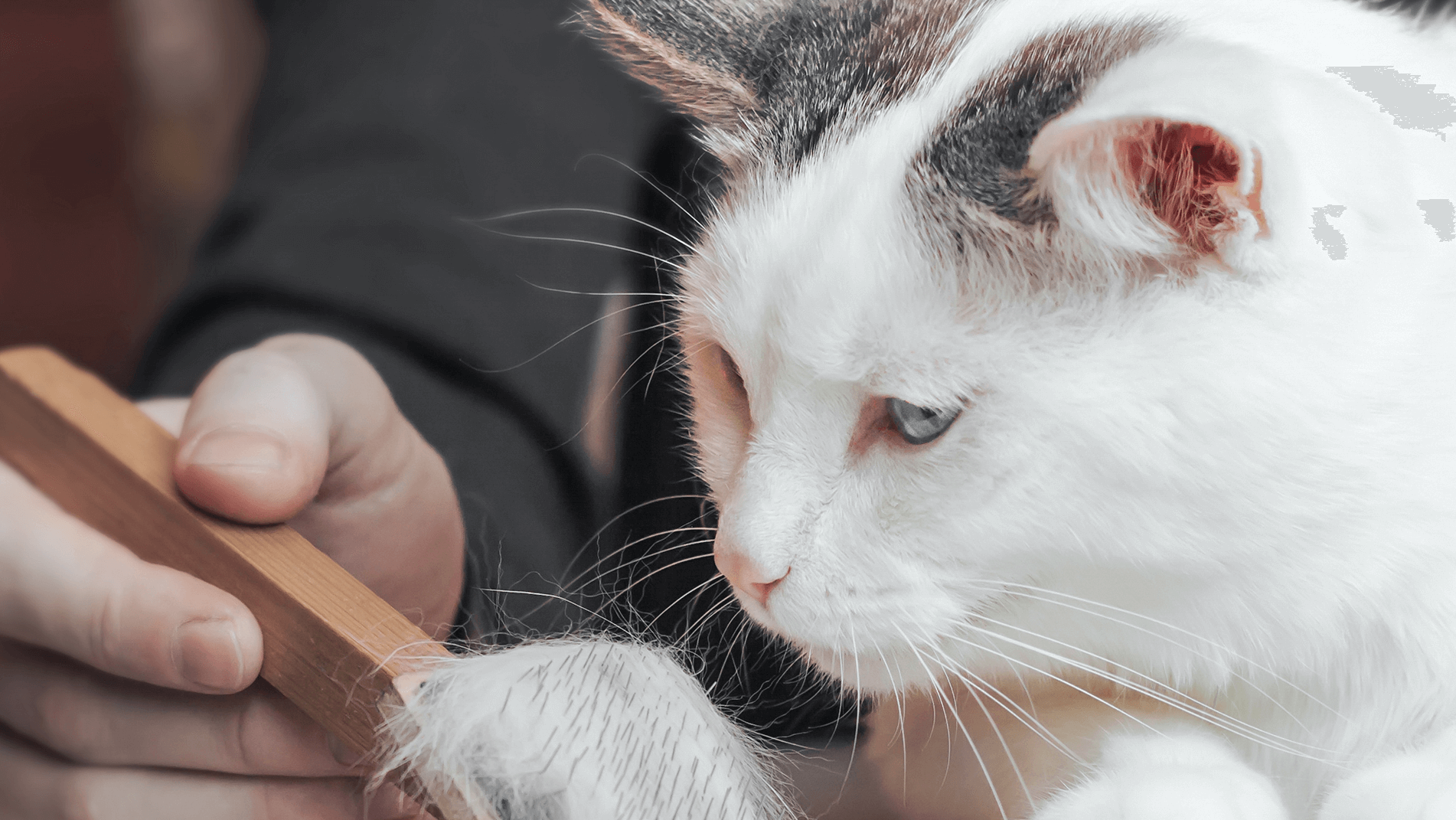cara mengobati penyakit scabies pada kucing