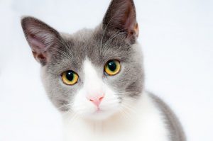 Kiat Memilih Vitamin Kucing Agar Anabul Tetap Sehat