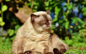 Kucing British Shorthair yang Lucu dan Menggemaskan