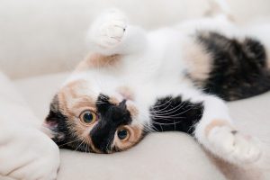 Kumpulan Fakta Mengejutkan Kucing Kembang Telon