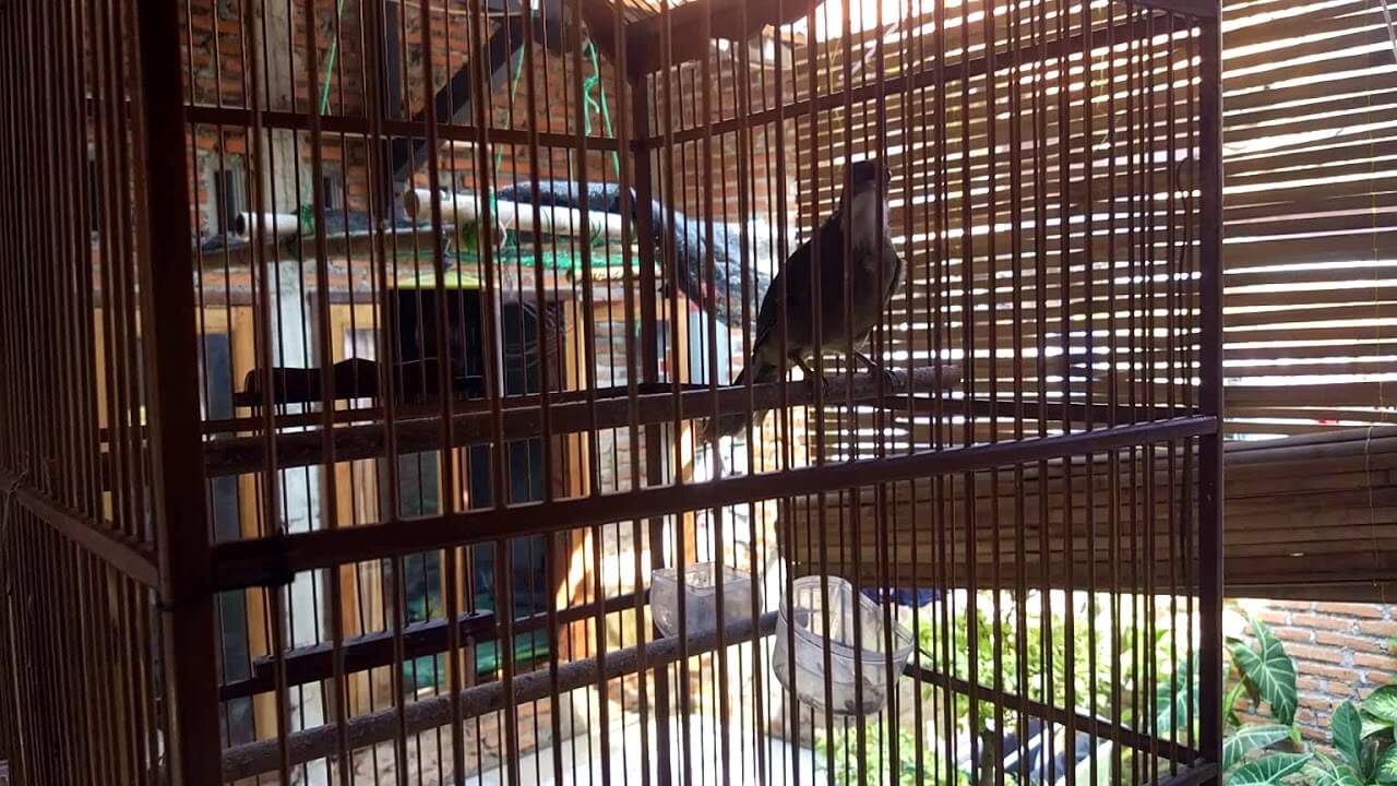 harga burung cucak jenggot sumatra