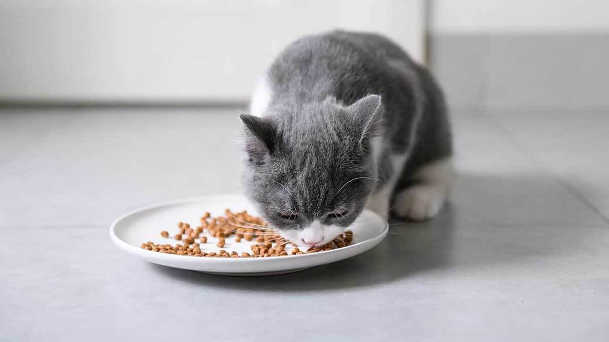 contoh makanan anak kucing
