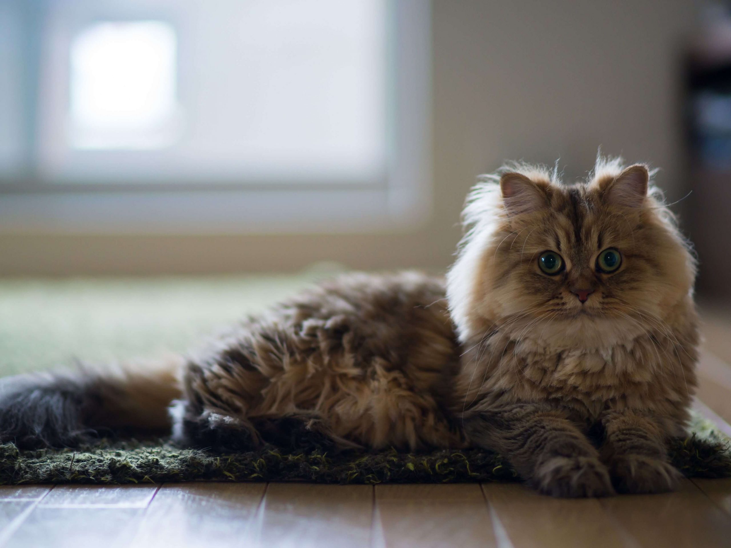 gambar kucing persia