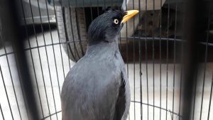 Daftar Harga Burung Jalak Kebo Di Indonesia