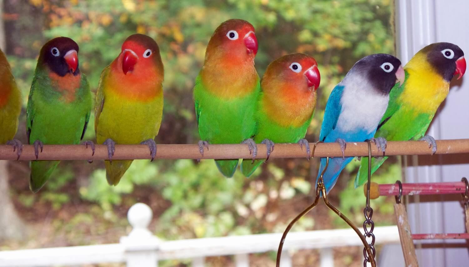 Jenis-jenis Burung Lovebird yang Paling Banyak Dicari