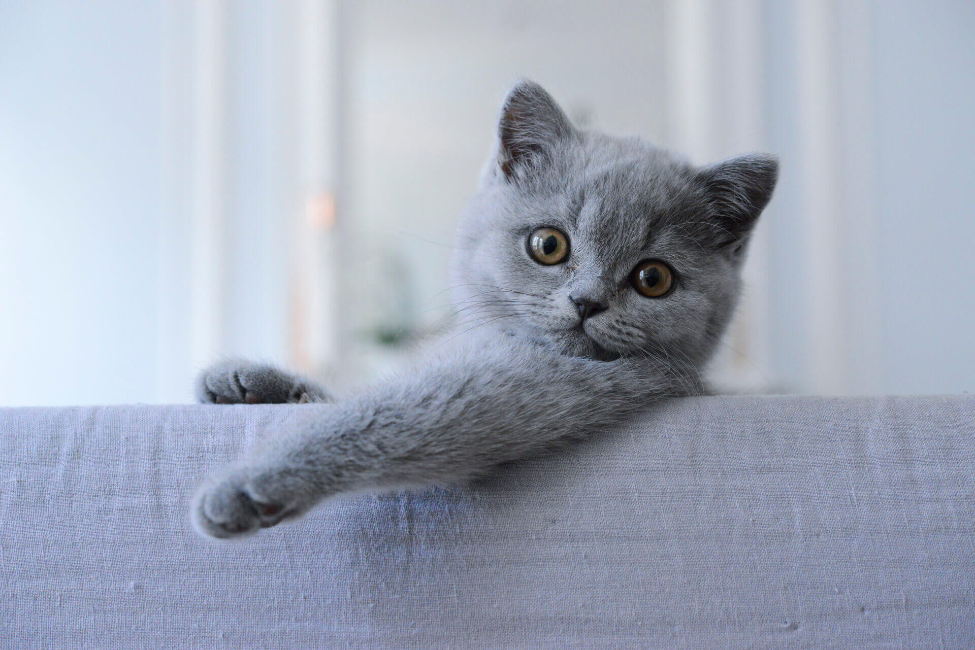foto kucing british shorthair