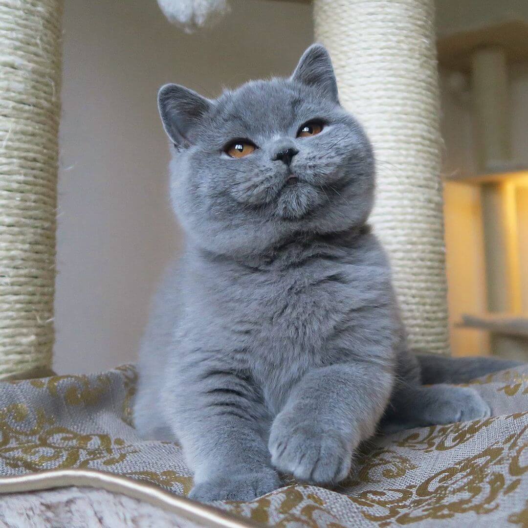 ciri ciri kucing british shorthair asli